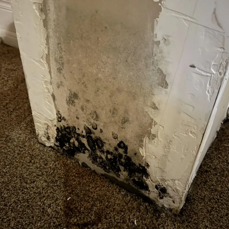 Professional Mold Removal in Bay Point, CA